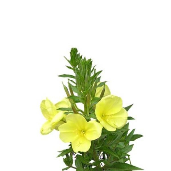 Evening Primrose - US FDA / Kosher / Halal Certified / ISO 22000:2018 Certified