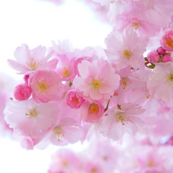 Spring Morning CP Stable Fragrance Oil