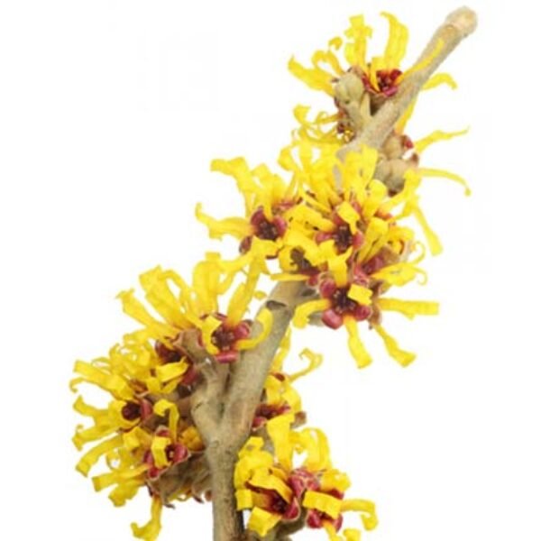 Witch Hazel (Alcholic Extract)