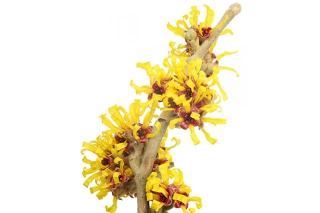 Witch Hazel (Alcholic Extract)