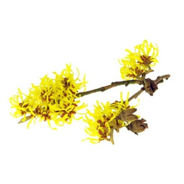 Witch Hazel (Non Alcholic Extract)