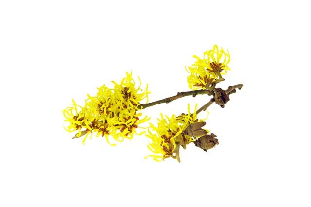 Witch Hazel (Non Alcholic Extract)