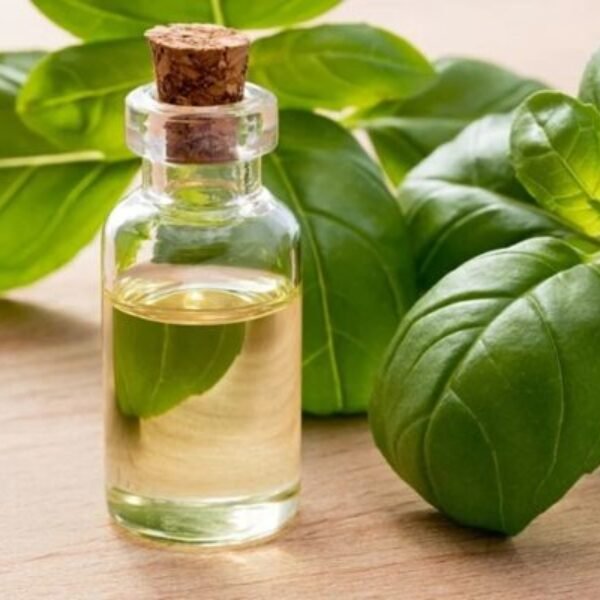 Basil Essential Oil - US FDA / Kosher / Halal Certified / ISO 22000:2018 Certified