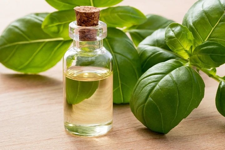 Basil Essential Oil - US FDA / Kosher / Halal Certified / ISO 22000:2018 Certified