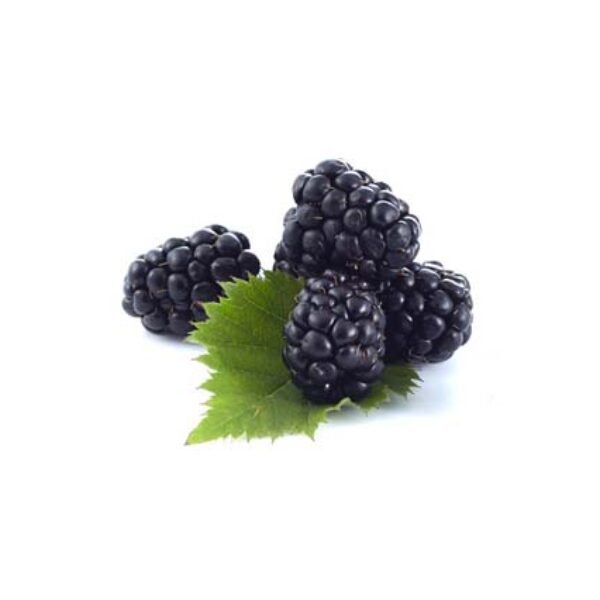 Blackberry Extract Liquid Form - Water Soluble