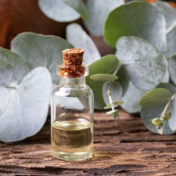 Eucalyptus Essential Oil - US FDA / Kosher / Halal Certified / ISO 22000:2018 Certified
