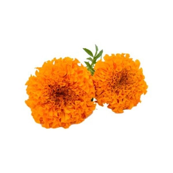 Marigold Extract Liquid Form - Water Soluble