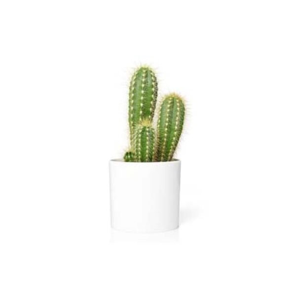 Cactus in pot