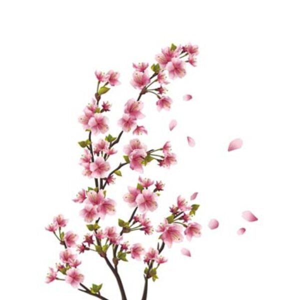 Japanese Cherry Blossom Fragrance Oil