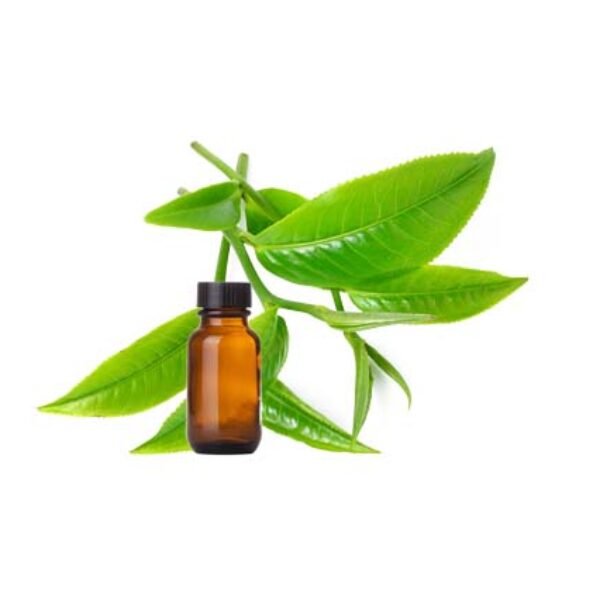 Tea Tree Essential Oil - US FDA / Kosher / Halal Certified / ISO 22000:2018 Certified