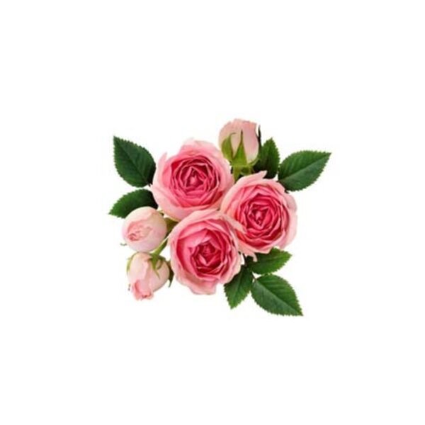 Pink rose flowers arrangement