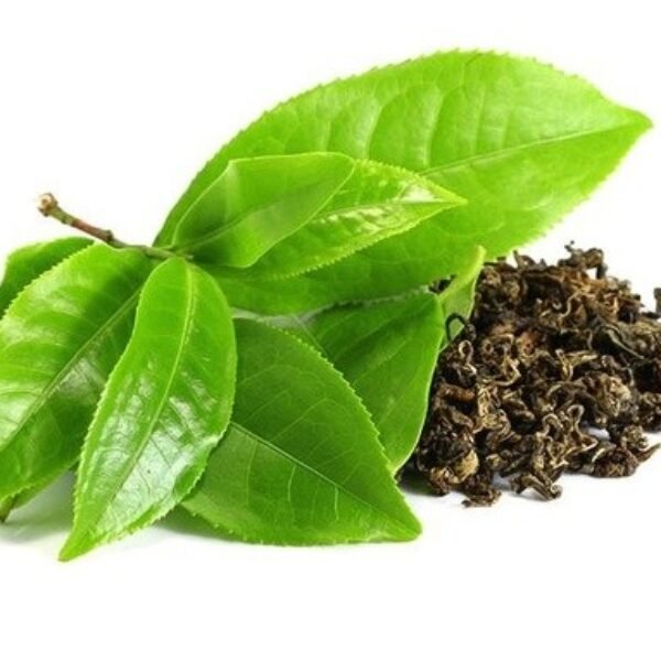 Green Tea Extract Liquid Form - Oil Soluble