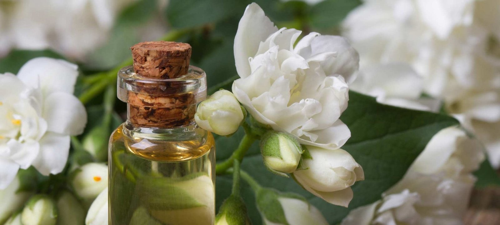 Jasmine Fragrance Oil
